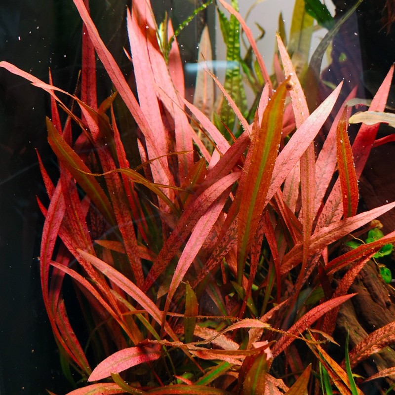 Cryptocoryne pink panther