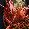Cryptocoryne pink panther