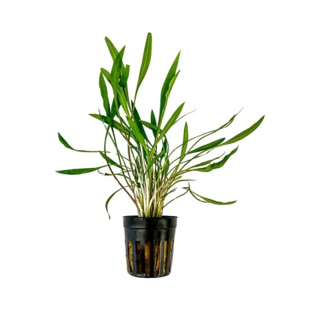 Cryptocoryne pink panther