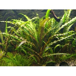Cryptocoryne retrospiralis