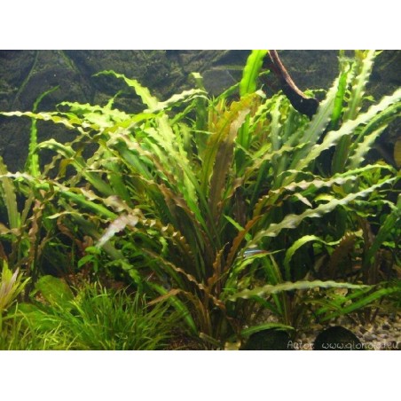 Cryptocoryne retrospiralis