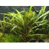 Cryptocoryne retrospiralis