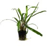Cryptocoryne retrospiralis
