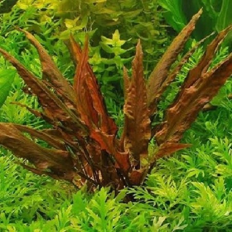 Cryptocoryne undulatus red