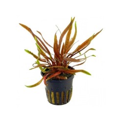 Cryptocoryne undulatus red
