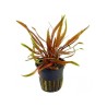 Cryptocoryne undulatus red