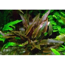 Cryptocoryne walkerii