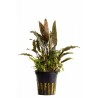 Cryptocoryne walkerii