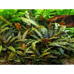 Cryptocoryne wendtii brown