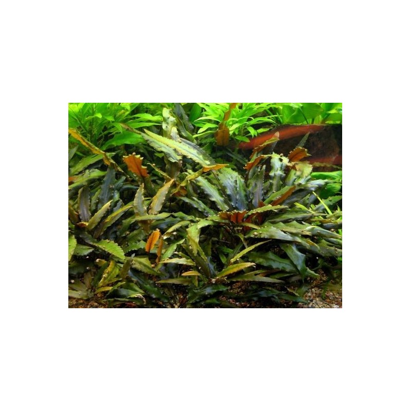 Cryptocoryne wendtii brown Cryptocoryne wendtii brown