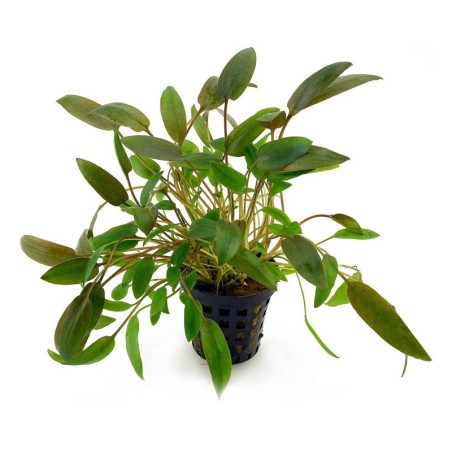 Cryptocoryne wendtii brown