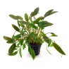 Cryptocoryne wendtii brown