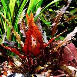 Cryptocoryne wentii red