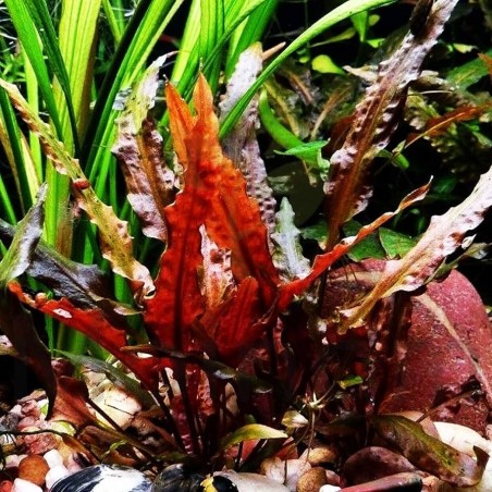 Cryptocoryne wentii red