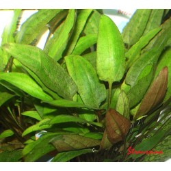 Cryptocoryne moehlmannii