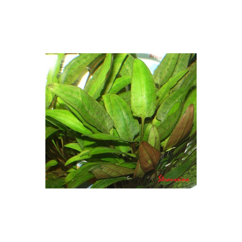 Cryptocoryne moehlmannii Cryptocoryne moehlmannii
