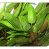 Cryptocoryne moehlmannii