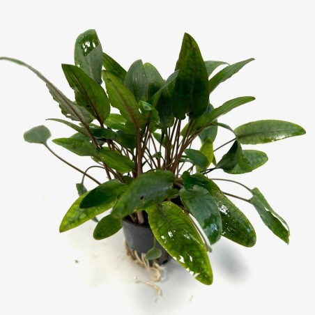 Cryptocoryne moehlmannii