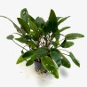 Cryptocoryne moehlmannii