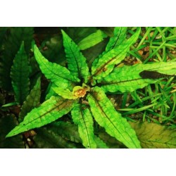 Cryptocoryne wendtii green geko