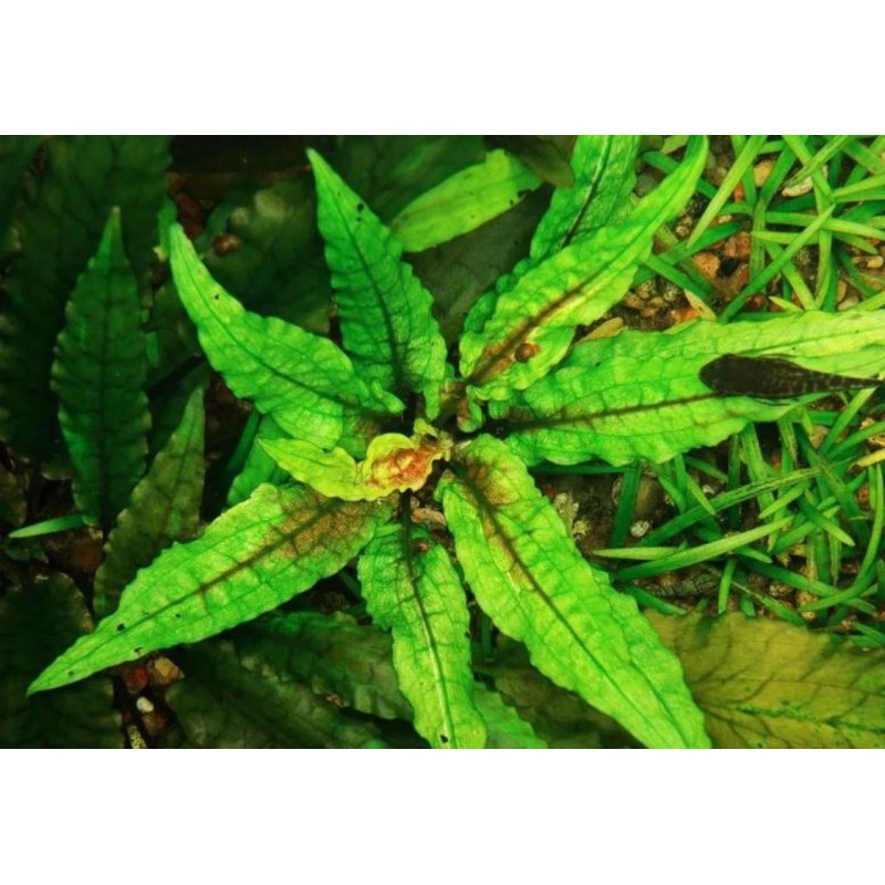 Cryptocoryne wendtii green geko Cryptocoryne wendtii green geko