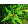 Cryptocoryne wendtii green geko