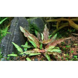 Cryptocoryne wendtii green geko