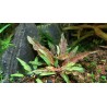 Cryptocoryne wendtii green geko