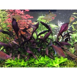 Echinodorus aflame