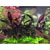 Echinodorus aflame