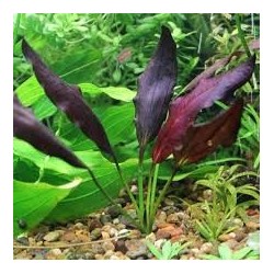 Echinodorus aflame