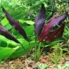 Echinodorus aflame