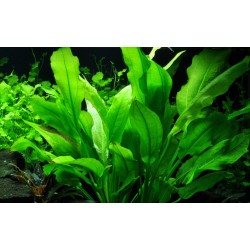 Echinodorus amazonicus