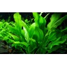 Echinodorus amazonicus