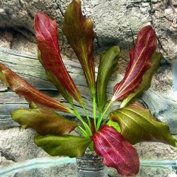Echinodorus atlandsberg