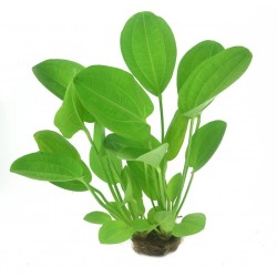 Echinodorus cordifolius