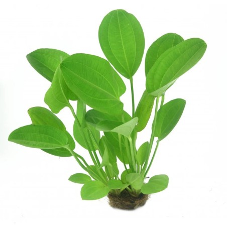 Echinodorus cordifolius