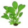 Echinodorus cordifolius