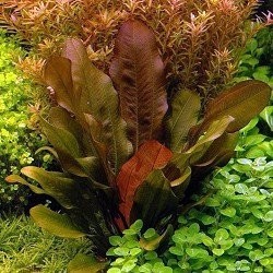 Echinodorus compacta