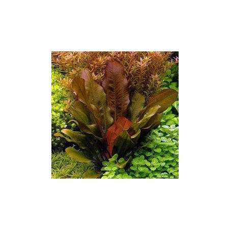 Echinodorus compacta