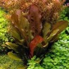 Echinodorus compacta