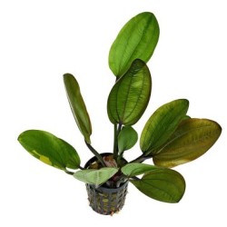 Echinodorus compacta