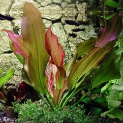 Echinodorus devils eye