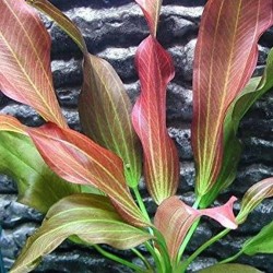 Echinodorus hot pepper
