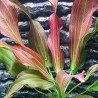 Echinodorus hot pepper