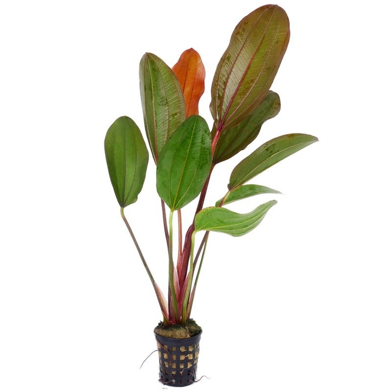 Echinodorus hot pepper