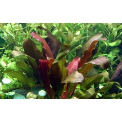 Echinodorus osiris rubra