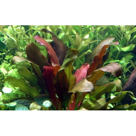 Echinodorus osiris rubra
