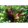 Echinodorus osiris rubra
