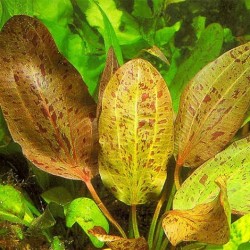 Echinodorus ozelot red